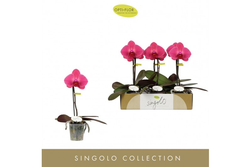 Phalaenopsis paars Singolo Hida1 bl. 1 tak/plnt 950 gram 