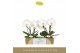 Phalaenopsis wit Singolo & Co Tosha2 bl. 2 tak/plnt 350 gram 
