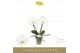 Phalaenopsis wit Singolo & Co Tosha2 bl. 2 tak/plnt 350 gram 