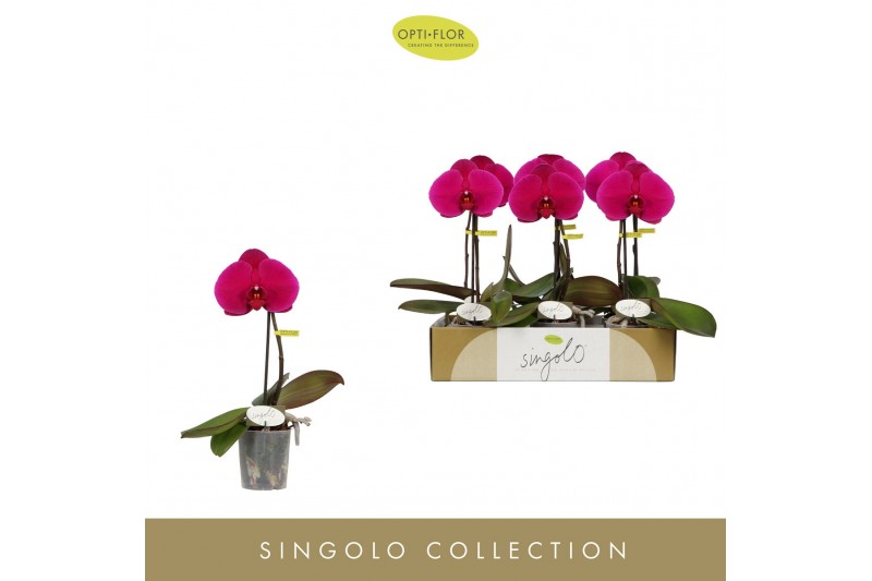 Phalaenopsis paars Singolo Shima1 bl. 1 tak/plnt 950 gram 