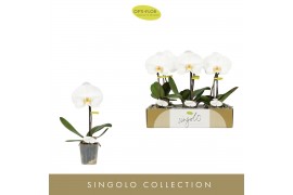 Phalaenopsis wit Singolo Tosha1 bl. 1 tak/plnt 350 gram
