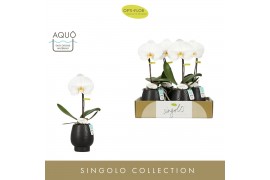 Phalaenopsis wit Singolo Tosha in Abruzzo Black Aquo1 bl. 1 tak/plnt 1