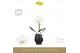 Phalaenopsis wit Singolo Tosha in Abruzzo Black Aquo1 bl. 1 tak/plnt 1 
