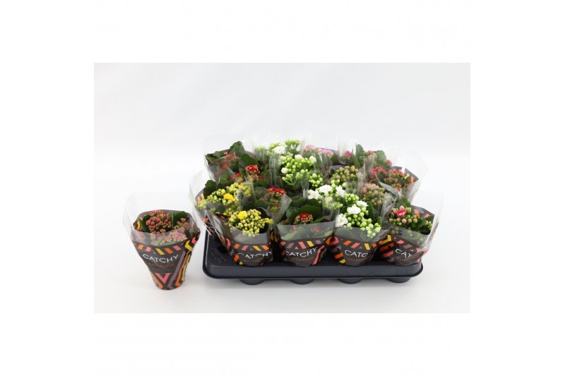 Kalanchoe blossfeldiana gevuld mix Double Mix 