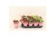 Kalanchoe blossfeldiana gevuld mix Double Mix 