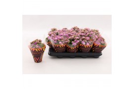 Kalanchoe calandiva zeta Double Pink