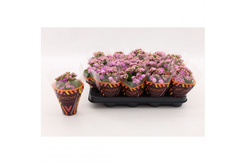 Kalanchoe calandiva zeta Double Pink 