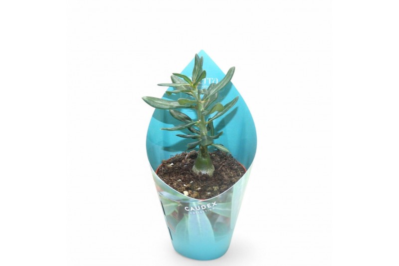 Pachypodium Sierras - Pachypodium Succulentum1 pp 