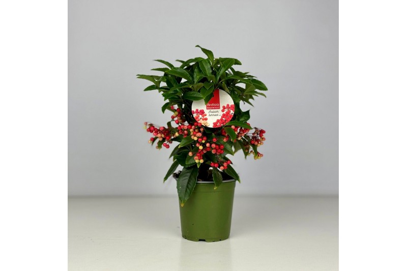 Ardisia crenata bos premium jingle berries Jingle Berries™ 12cm Mini A 