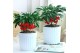 Ardisia crenata bos premium jingle berries Jingle Berries™ 12cm Mini A 