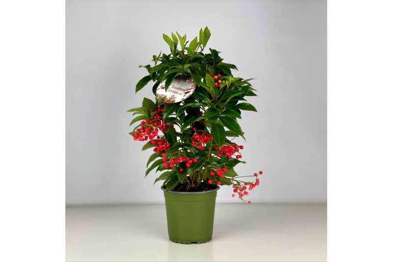 Ardisia crenata bos premium Ardisia crenata Bospremium Red XXL Maximal 