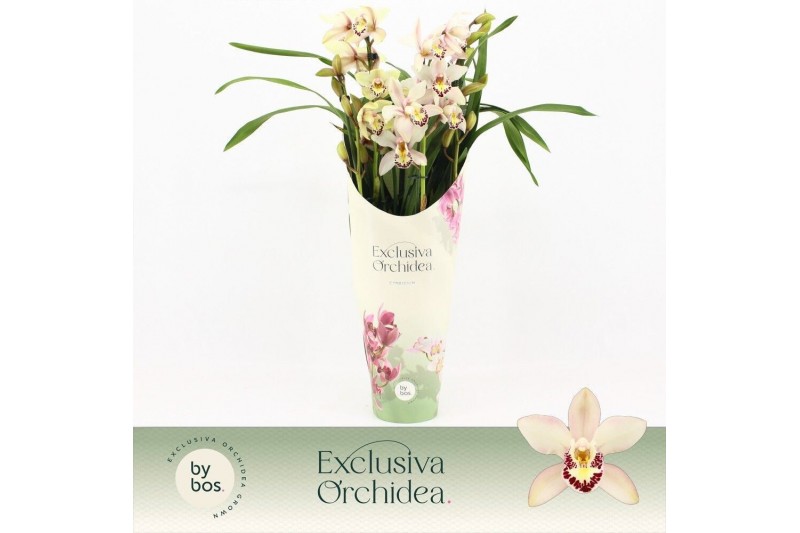 Cymbidium Cymbidium, Little Stef 4-spike P14 Exclusiva Orchidea Potcov 