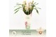 Cymbidium Cymbidium, Little Stef 5+ spike P14 Exclusiva Orchidea Potco 