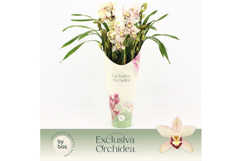 Cymbidium Cymbidium, Little Stef 5+ spike P14 Exclusiva Orchidea Potco 