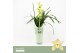 Cymbidium Cymbidium, Paddy 1-spike P14 Orchid Collection Potcover 1 ta 