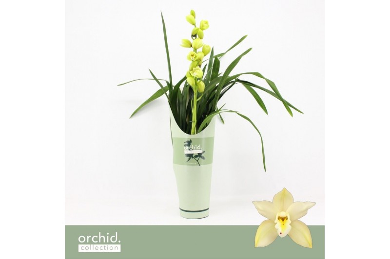 Cymbidium Cymbidium, Paddy 1-spike P14 Orchid Collection Potcover 1 ta 