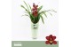 Cymbidium Cymbidium, Red Beauty Roy 1-spike P14 Orchid Collection Potc 