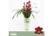 Cymbidium Cymbidium, Red Beauty Roy 2-spike P14 Orchid Collection Potc 