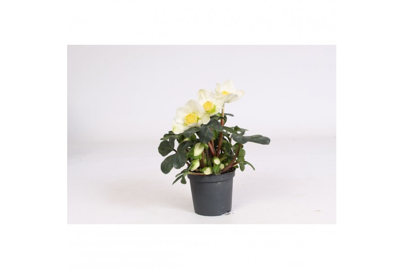 Helleborus niger christmas carol Helleborus n. Christmas Carol 7cm (L) 