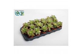 Aeonium Aeonium Tricolor (Kiwi)