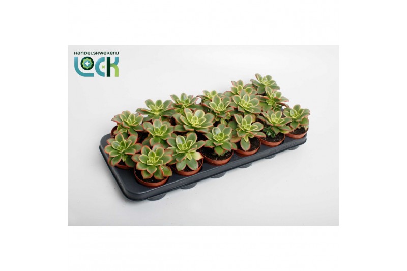 Aeonium Aeonium Tricolor (Kiwi) 