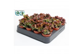 Crassula ovata minor Crassula Minor