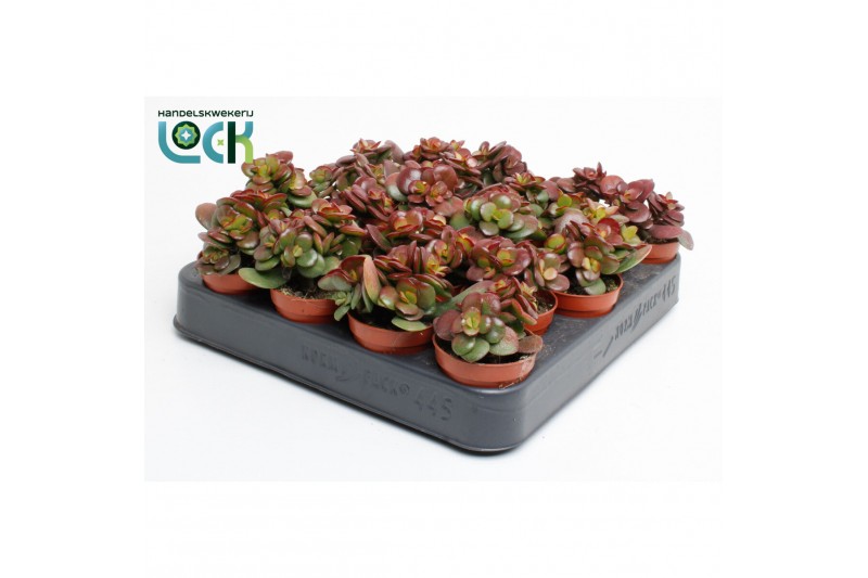 Crassula ovata minor Crassula Minor 