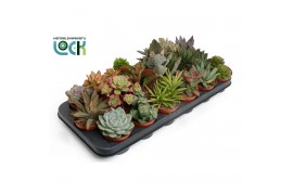 Succulenten mix Succulenten Mix3 pp