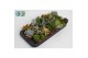 Succulenten mix Succulenten Mix3 pp 