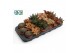 Succulenten Succulenten Herfst Mix3 pp 