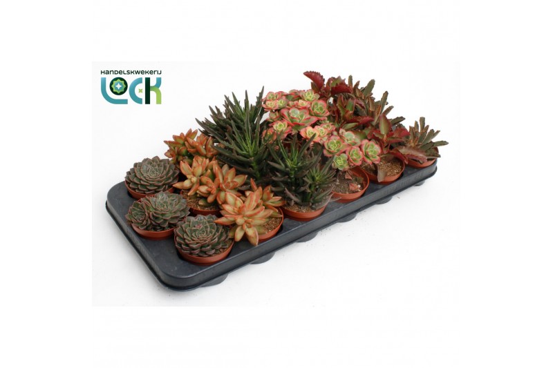 Succulenten Succulenten Herfst Mix3 pp 