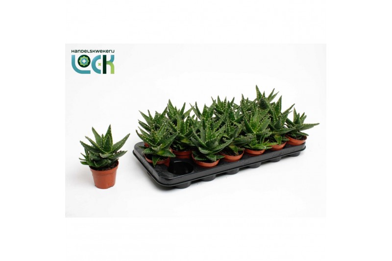 Aloe Aloë Mitriformis (Perfoliata) 