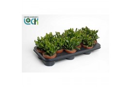 Crassula ovata horn tree Crassula Horn Tree