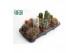 Cactus mix 6 soorten 