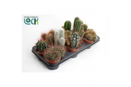 Cactus mix 6 soorten