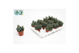 Succulenten Adromiscus maculata