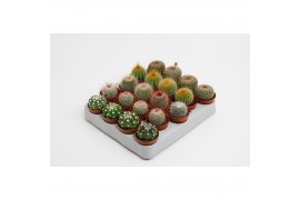 Cactus mix 5 soorten Cactus bollen mix