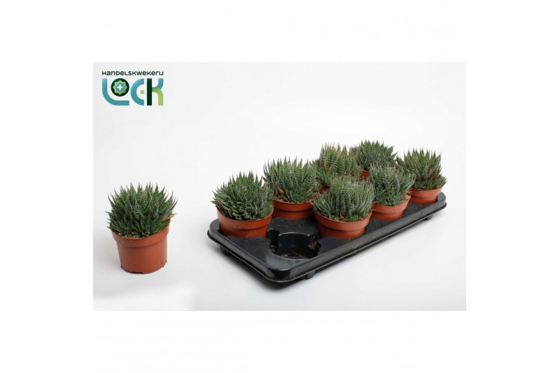 Aloe aristata Aloë Aristata 