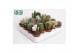 Cactus mix 18 soorten 