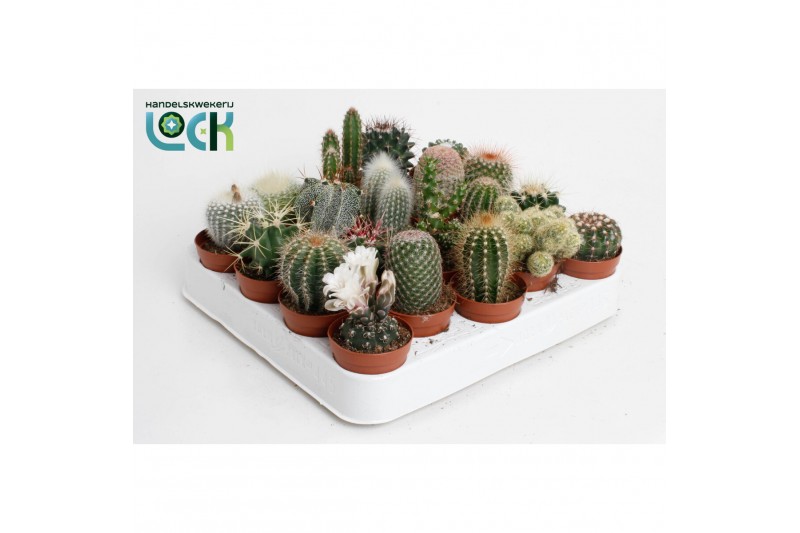 Cactus mix 18 soorten 