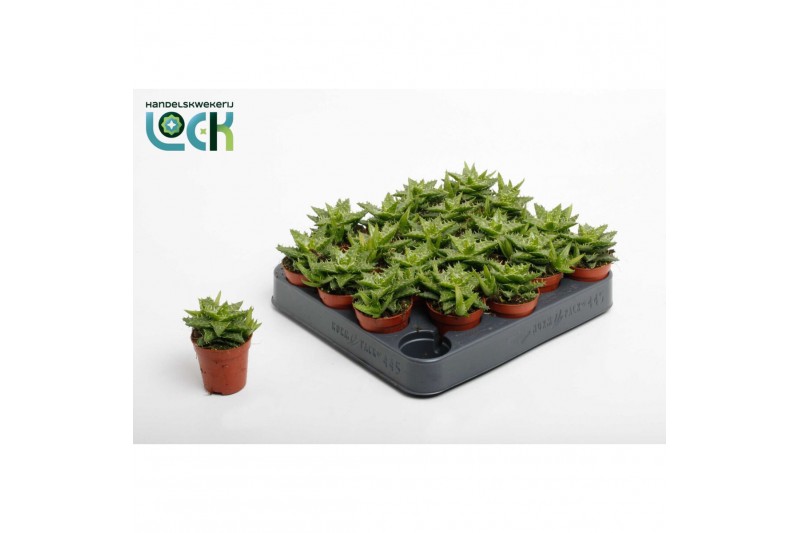 Aloe squarrosa Aloë Squarosa 