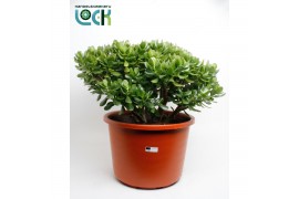 Crassula ovata Crassula Argentea Ovata