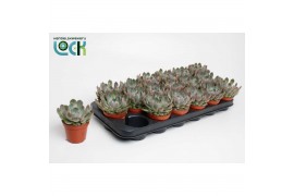 Echeveria Echeveria Apus1 bl.