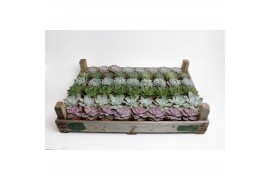 Echeveria Echeveria Mix in gazenbak1 bl.