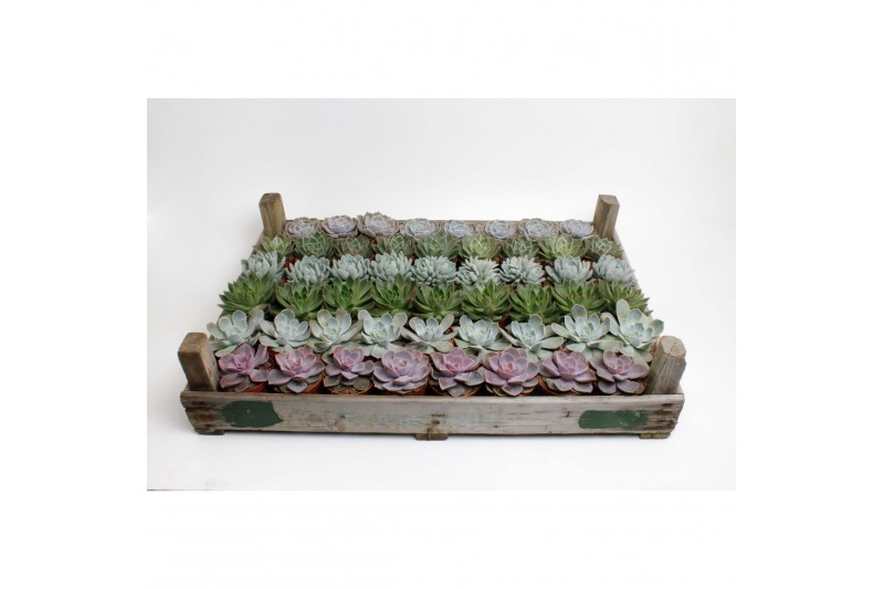 Echeveria Echeveria Mix in gazenbak1 bl. 