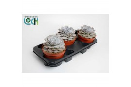 Echeveria runyonii Echeveria Runyonii1 bl.