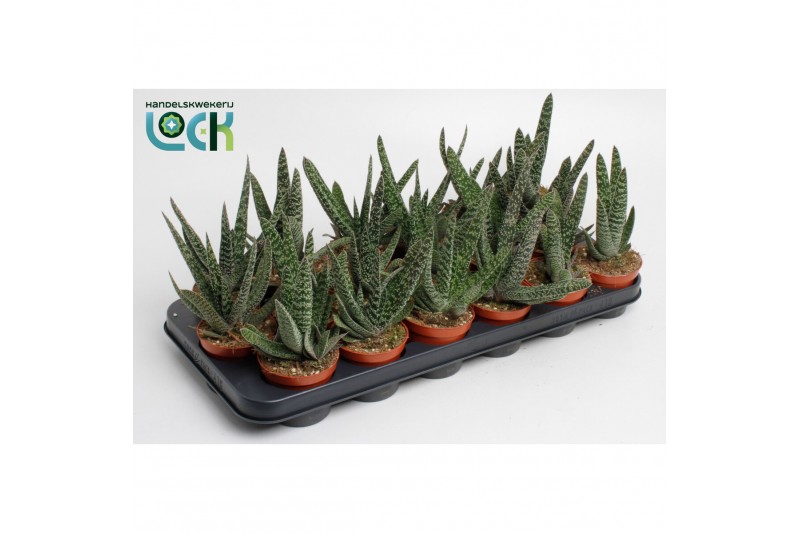 Gasteria Gasteria Carinata Big Ben 