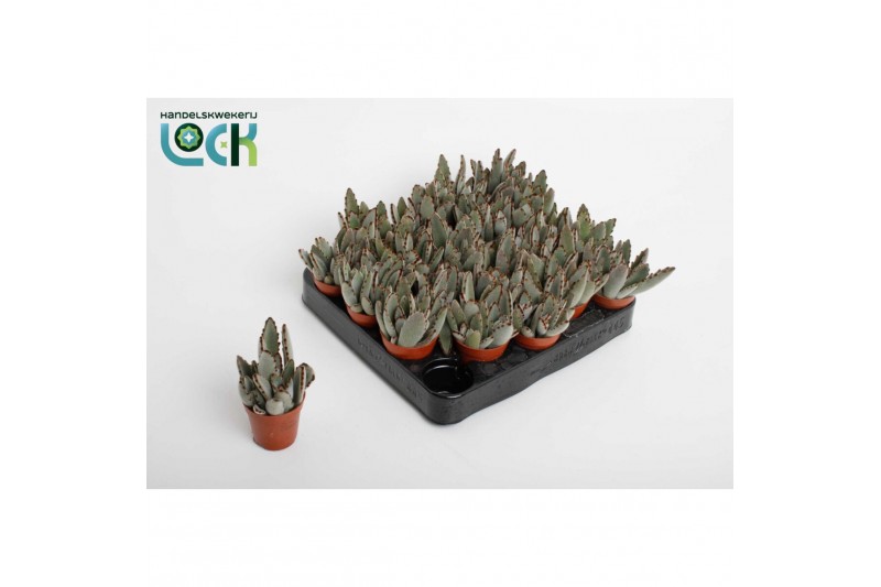 Kalanchoe tomentosa Kalanchoë Tomentosa Light3 pp 