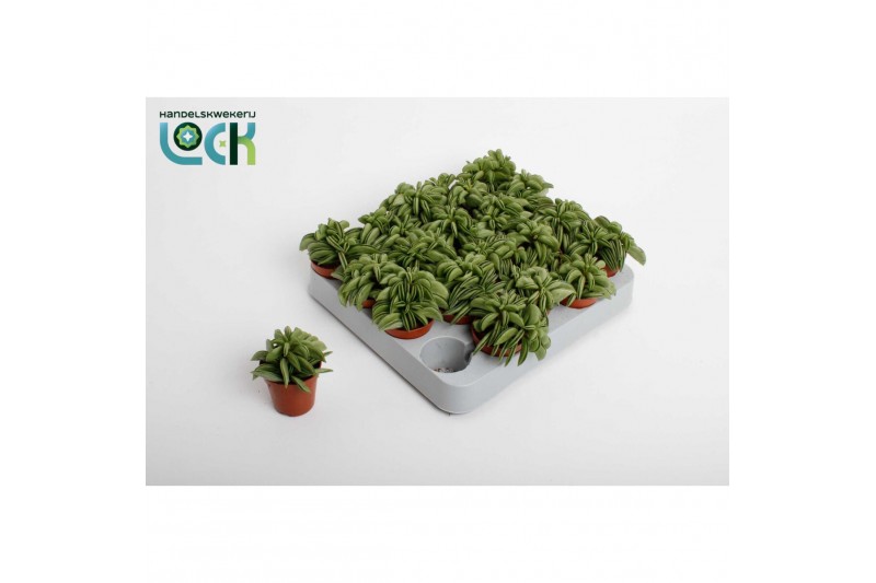 Peperomia happy bean Peperomia Happy Bean Tanz3 pp 