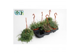 Senecio Senecio Mixcm